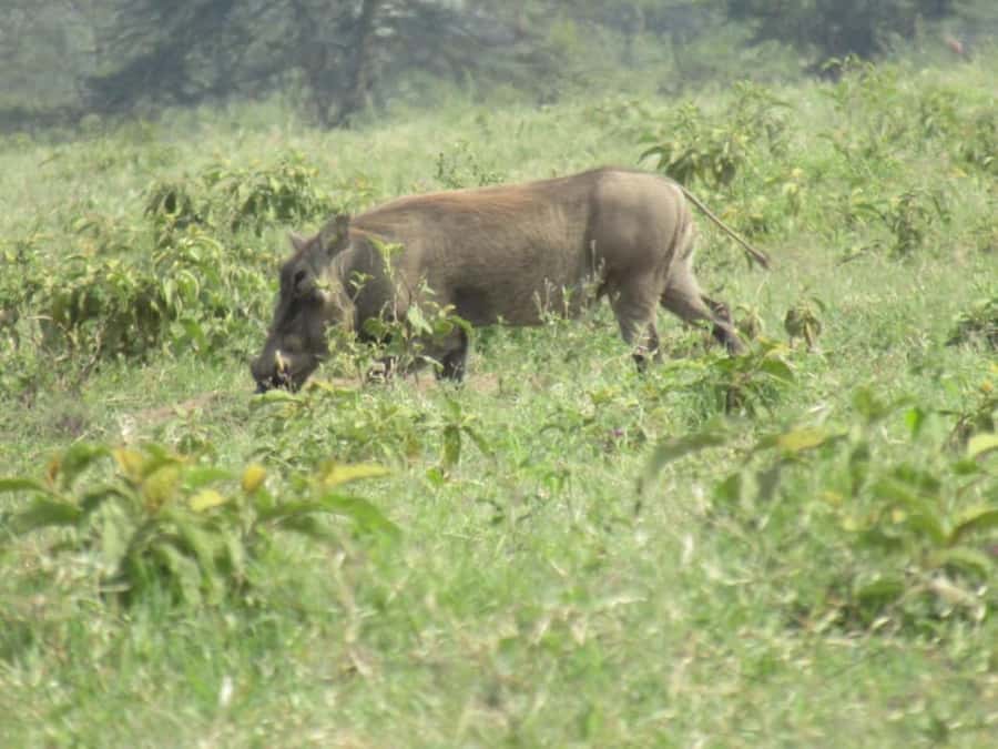 From Nairobi: Lake Nakuru National Park Full-Day Tour - Price and value: what $155 gets you, and what costs extra