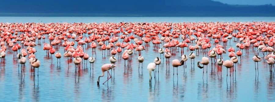 From Nairobi: Lakes Nakuru & Naivasha National Park Day Tour - Key things I’d put on your radar