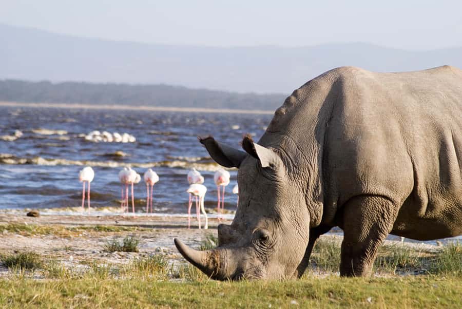 From Nairobi: Lakes Nakuru & Naivasha National Park Day Tour - Guides and spotting skill, how the best days happen