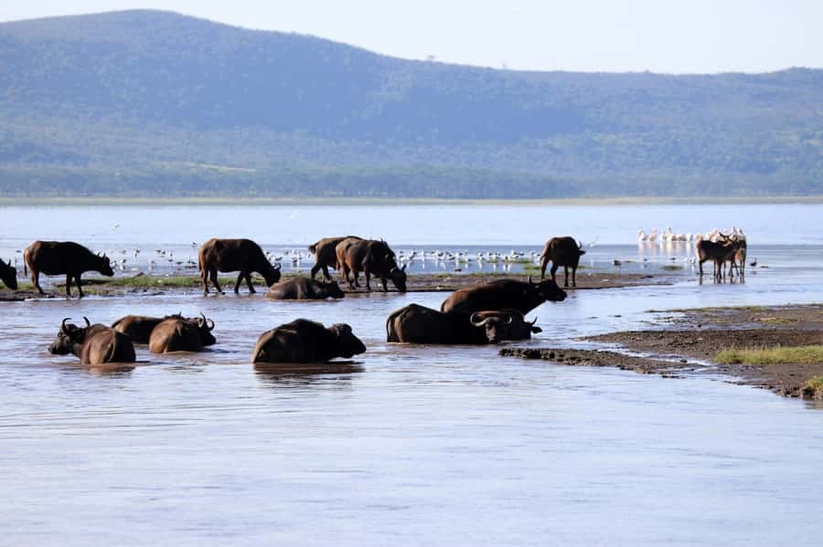 From Nairobi: Lakes Nakuru & Naivasha National Park Day Tour - Private vehicle and small group feel, what it means for your comfort