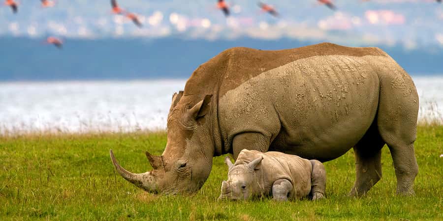 From Nairobi: Lakes Nakuru & Naivasha National Park Day Tour - Price and value, entry fees and what you should budget
