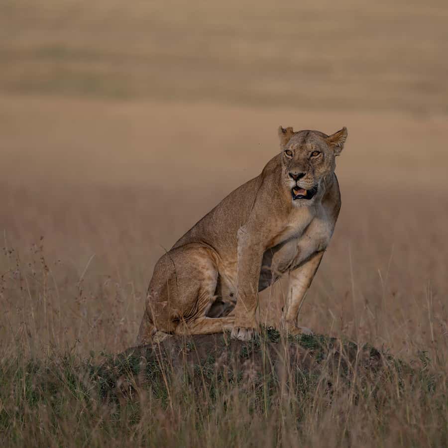 From Nairobi: Maasai Mara 1-Day Safari: AW, Lunch & Pickup - First Game Drive: Morning Hours and Big Five Odds