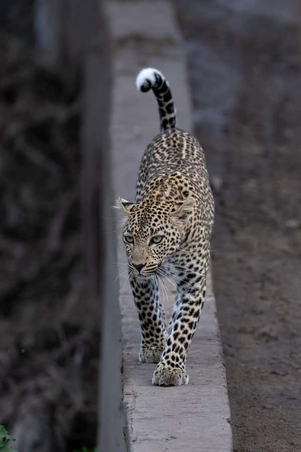 From Nairobi: Maasai Mara 1-Day Safari: AW, Lunch & Pickup - Afternoon Game Drive: Second Chances for Predators and Better Light