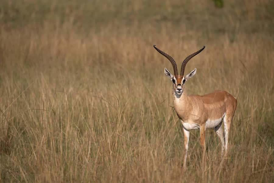 From Nairobi: Maasai Mara 1-Day Safari: AW, Lunch & Pickup - Optional Maasai Village Visit: When Culture Fits Your Day