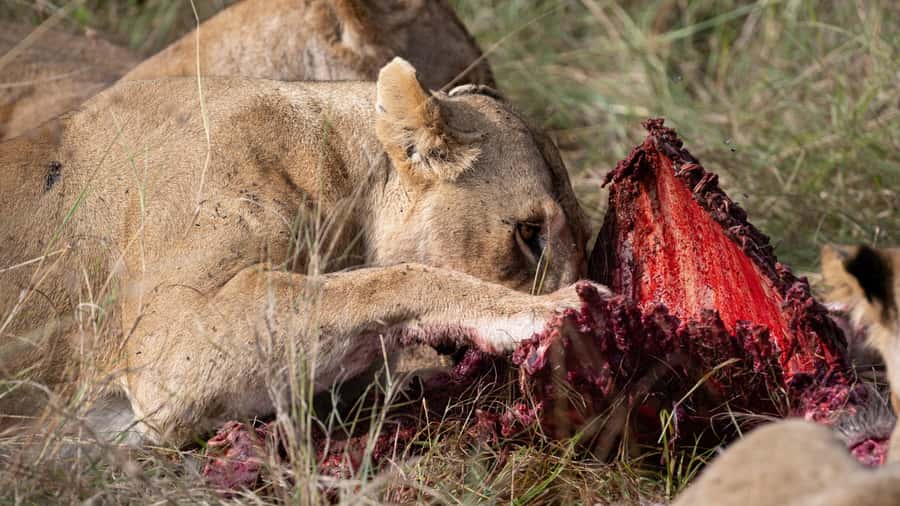 From Nairobi: Maasai Mara 1-Day Safari: AW, Lunch & Pickup - Price and Value: What You’re Paying For (and What You Still Need to Budget)