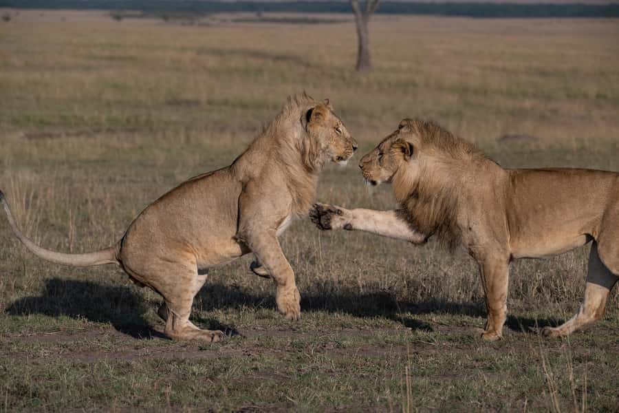 From Nairobi: Maasai Mara 1-Day Safari: AW, Lunch & Pickup - What to Bring and How to Stay Comfortable in the Mara Sun