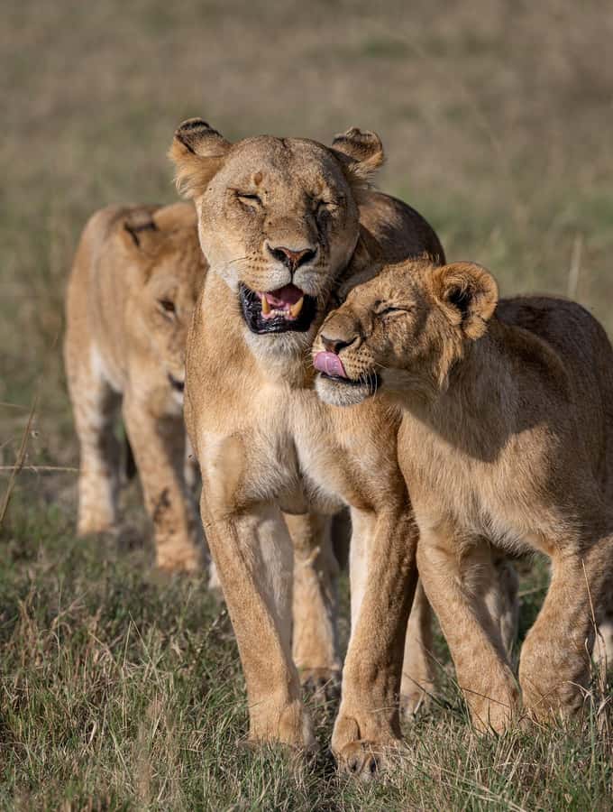 From Nairobi: Maasai Mara 1-Day Safari: AW, Lunch & Pickup - Who This Safari Works For, and Who Should Skip It