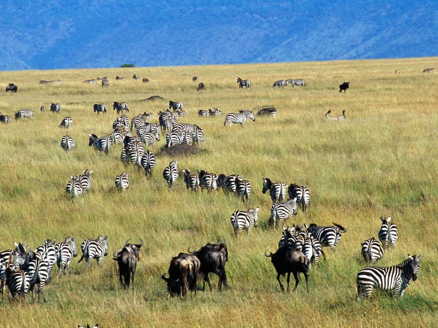 From Nairobi: Maasai Mara 3Day Budget Safari Holiday on Jeep - Day 2: Full day in Maasai Mara, Mara River lunch, and the Maasai village option