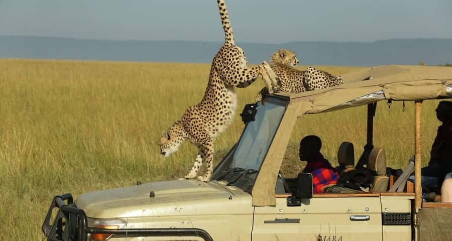 From Nairobi: Masai Mara 3-day Camping Safari by Jeep - Day 2: Full Day Game Drive in the Mara Plains and Mara River Hippo Spotting