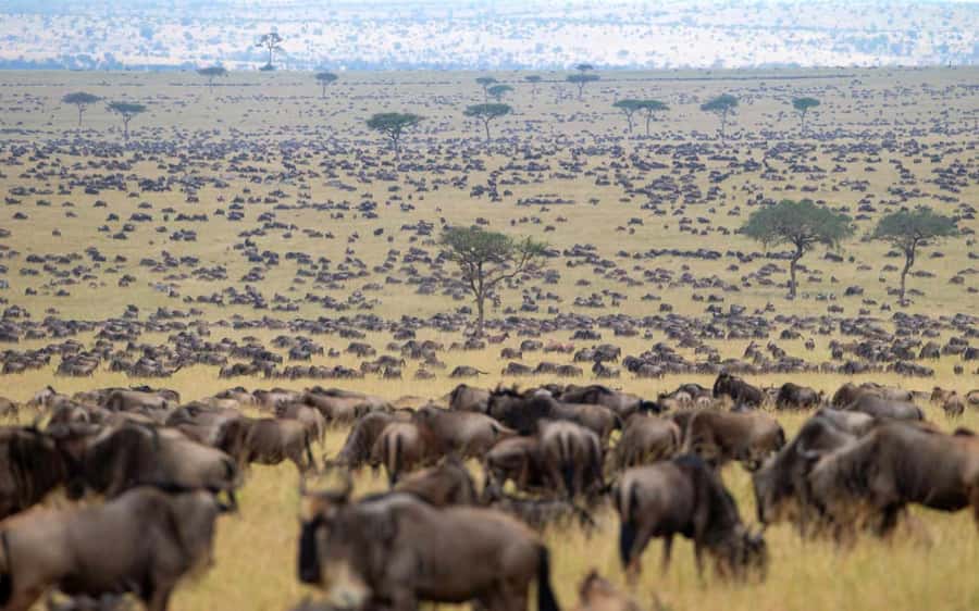 From Nairobi: Masai Mara 3-day Camping Safari by Jeep - The Best Fit: Who This Safari Works For