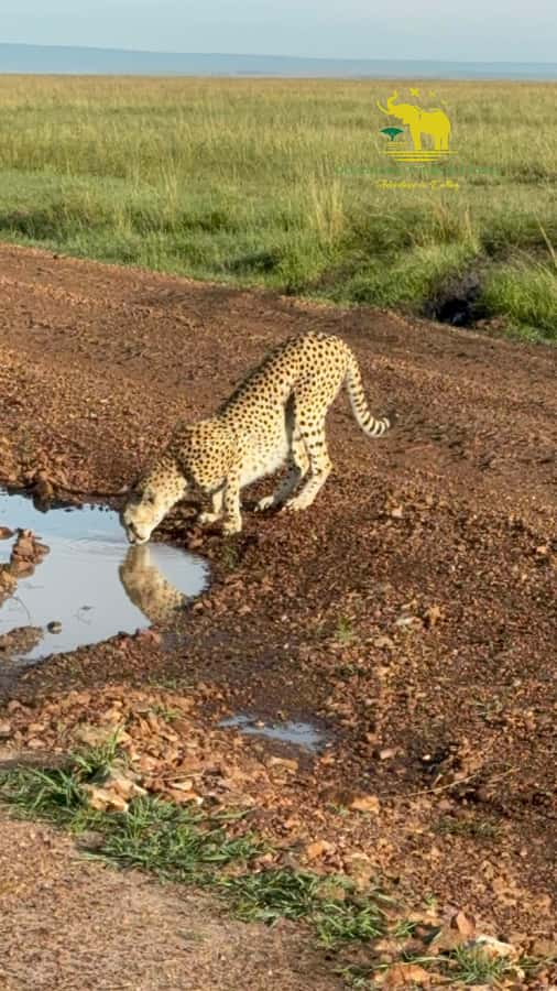 From Nairobi to Masai Mara Reserve & Village visit Day trip - Key Things You’ll Notice Right Away