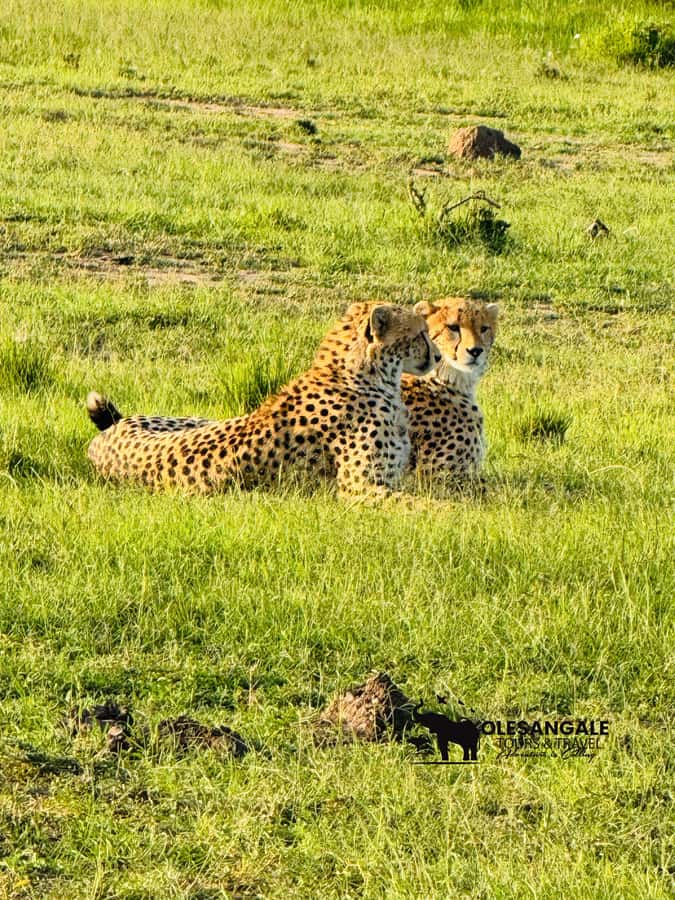 From Nairobi to Masai Mara Reserve & Village visit Day trip - The Game Drive: How You Actually Get Big Five Chances