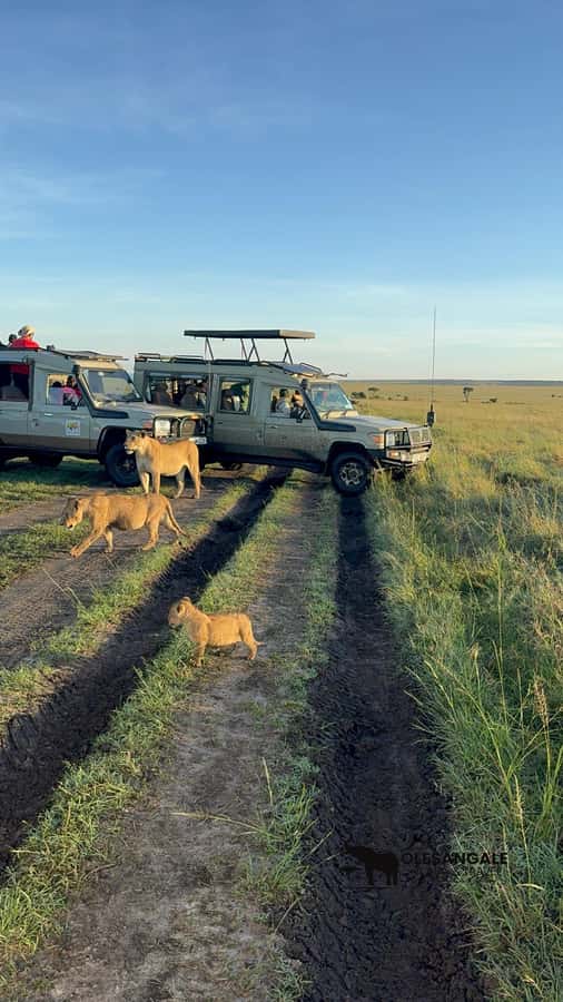 From Nairobi to Masai Mara Reserve & Village visit Day trip - Great Migration: When Timing Can Multiply Your Chances