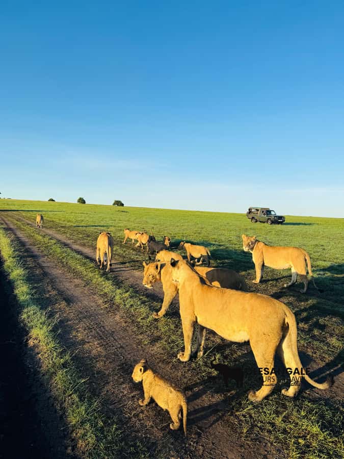 From Nairobi to Masai Mara Reserve & Village visit Day trip - The Picnic Lunch Break: Build It Around Energy, Not Appetite