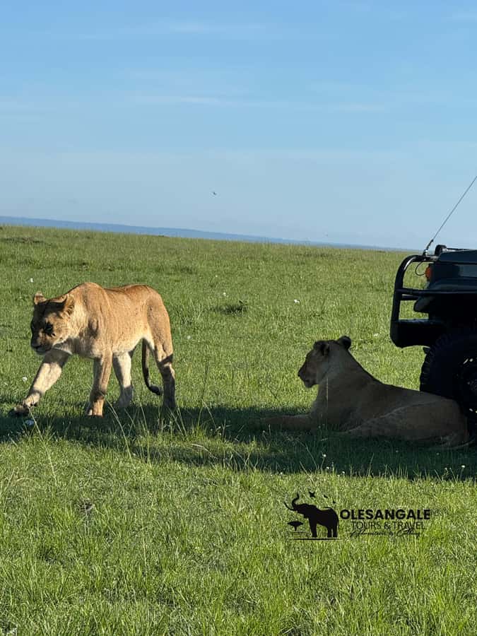 From Nairobi to Masai Mara Reserve & Village visit Day trip - Who This Day Trip Suits Best, and Who Should Rethink It