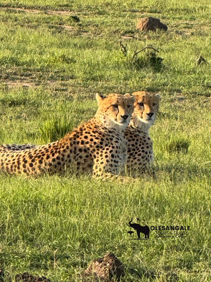 From Nairobi to Masai Mara Reserve & Village visit Day trip - Nairobi to Masai Mara by Road: The Long Stretch That Shapes the Whole Day