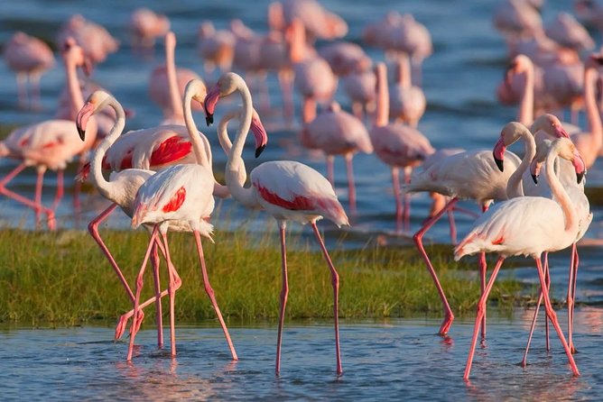 Full-Day Lake Nakuru National Park from Nairobi - A 6:30 am Nairobi Pickup, Then Rift Valley Views