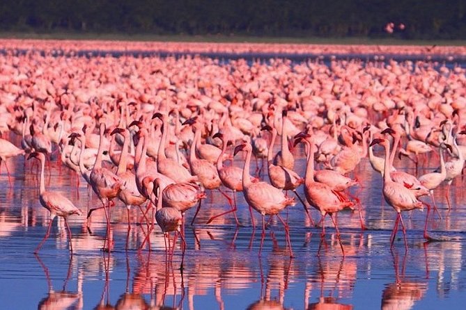 Full-Day Lake Nakuru National Park from Nairobi - Two Game Drives for Black and White Rhino Chances