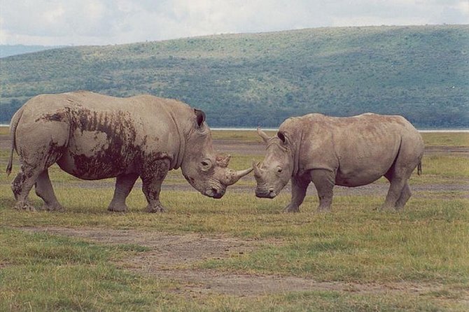 Full-Day Lake Nakuru National Park from Nairobi - Why the Private Format Feels Like Real Value