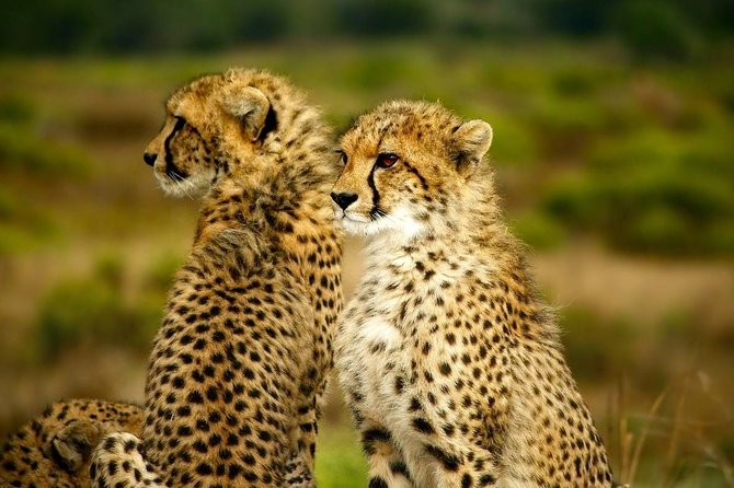 Full-Day Lake Nakuru National Park from Nairobi - Lake Nakuru Lodge Lunch Stop, Plus a Real Midday Reset