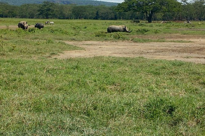 Full-Day Lake Nakuru National Park Private Tour from Nairobi - Key takeaways before you go