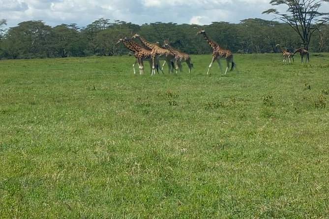 Full-Day Lake Nakuru National Park Private Tour from Nairobi - A Flamingo-First Plan Inside Lake Nakuru National Park
