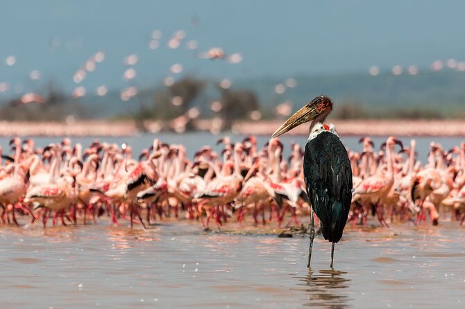 Full-Day Lake Nakuru National Park Private Tour from Nairobi - Lunch at Lake Nakuru Lodge, or a picnic inside the park