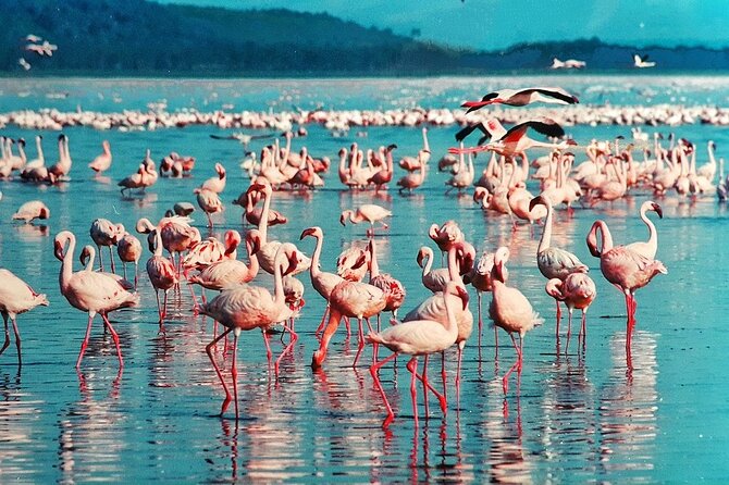 Full-Day Lake Nakuru National Park Private Tour from Nairobi - Rift Valley to Lake Naivasha: adding hippos and bird watching