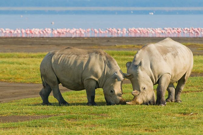 Full-Day Lake Nakuru National Park Private Tour from Nairobi - Price and logistics: what the $215 really covers