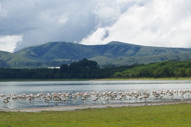 Full-Day Lake Nakuru National Park Private Tour from Nairobi - Who this private Lake Nakuru tour is best for