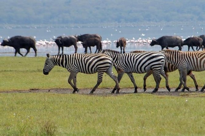 Full Day Lake Nakuru Park and optional boat ride on Lake Naivasha - Lake Nakuru Game Drive: Flamingoes, Rhinos, and Real Variety