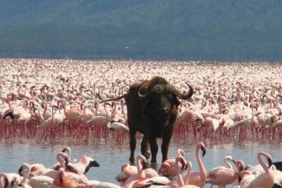 4 Days Safari Lake Nakuru NP Naivasha and Masai Mara