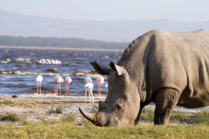 Full Day Lake Nakuru Park and optional boat ride on Lake Naivasha - Departing Nakuru at 3pm: The Day’s Rhythm Shifts