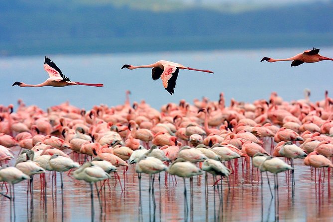 Full Day Lake Nakuru Park and optional boat ride on Lake Naivasha - Lake Naivasha Boat Ride: Hippos and Birding From the Water