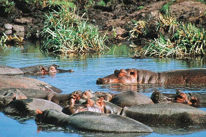 Full Day Mombasa Excursion Tour - Price and Value: Why $110 Can Be a Good Deal