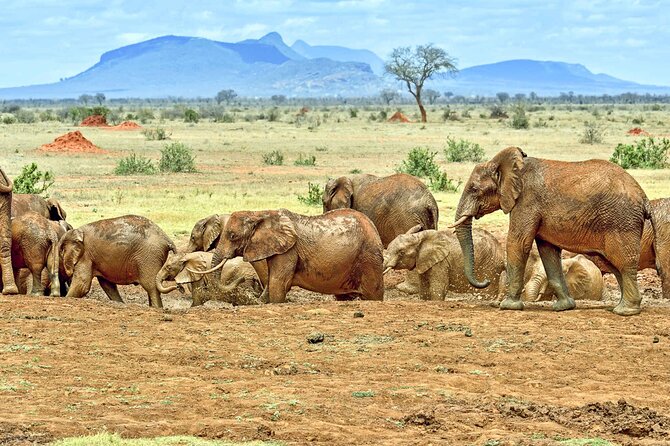 Full Day Private Tour of Tsavo East National Park from Mombasa - Tsavo East from Mombasa: What This Private Day Really Delivers
