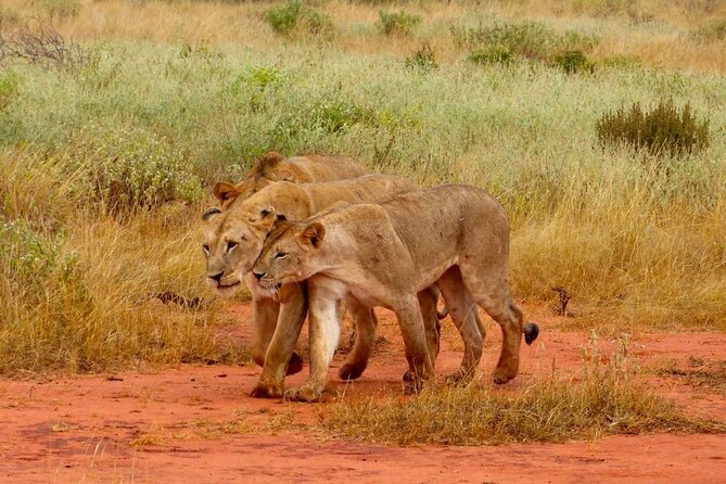 Full Day Private Tour of Tsavo East National Park from Mombasa - Game Viewing in Real Life: What You Can Expect