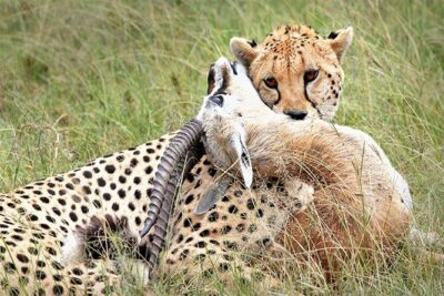 Full Day Private Tour of Tsavo East National Park from Mombasa