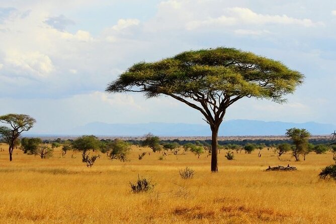 Full Day Private Tour of Tsavo East National Park from Mombasa - Lunch at a Tsavo East Lodge: A Break That Helps You Enjoy the Rest