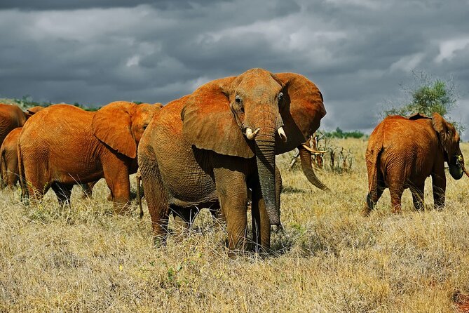 Full Day Private Tour of Tsavo East National Park from Mombasa - Guides and Safety: Why the Human Factor Matters Here