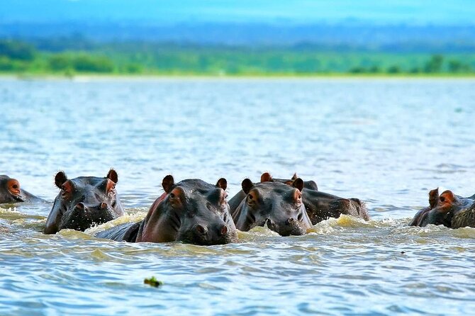 Full day private tour to Hells Gate National park from Nairobi. - Wildlife sightings without the long, random search