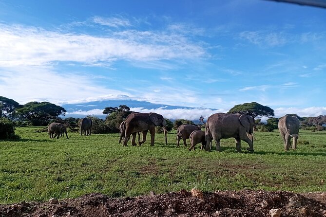 Full Day Tour in Amboseli National Park from Nairobi - Key Highlights to Know Before You Go