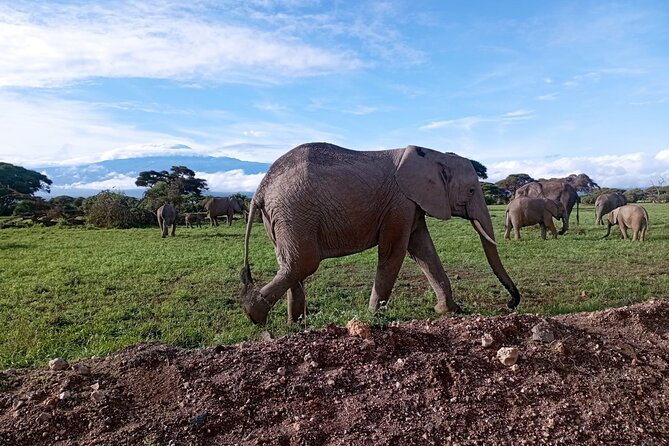 Full Day Tour in Amboseli National Park from Nairobi - Entering Amboseli: The Kilimanjaro Backdrop and the Morning Game Drive