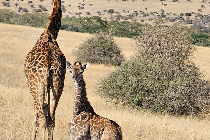 Full Day Tour in Amboseli National Park from Nairobi - Nairobi to Amboseli: Sunrise Highway, Emali, and the First Real Scenery