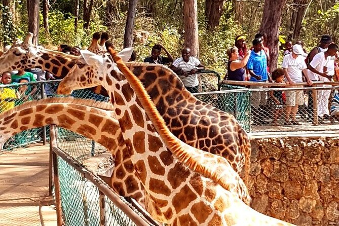 Full day tour in Mombasa - Price and value, what you are really paying for