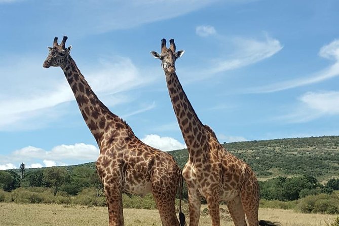 Full Day Tour to Amboseli National Park - Key Highlights Worth Knowing