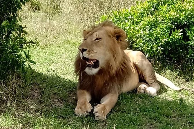 Full Day Tour to Amboseli National Park - Why Amboseli Works So Well on a One-Day Trip