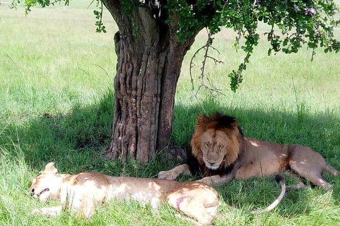 Full Day Tour to Amboseli National Park - Arrival at Amboseli: Swamps, Elephant Herds, and the Kilimanjaro Backdrop