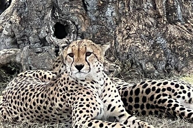 Full Day Tour to Amboseli National Park - Reading the Park’s Habitats: Dried Lake Bed to Sulphur Spring Wetlands