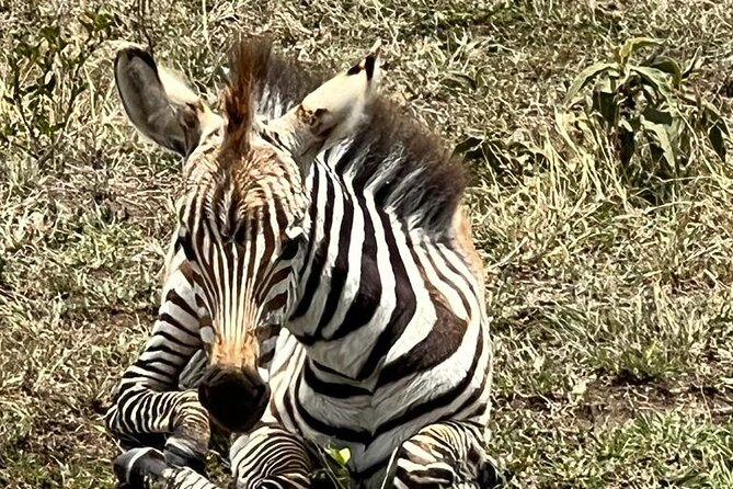 Full Day Tour to Amboseli National Park - The Wildlife Mix Beyond Elephants (and How to Maximize Your Chances)